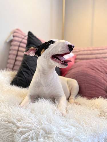 Bullterrie ingles cachorrita - Imagen 5