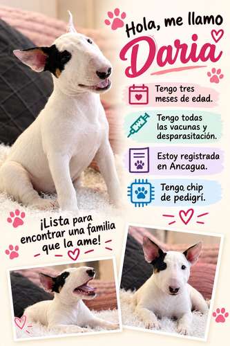 Bullterrie ingles cachorrita - Imagen 2