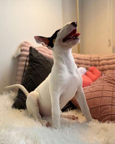 Bullterrie ingles cachorrita - Imagen 4