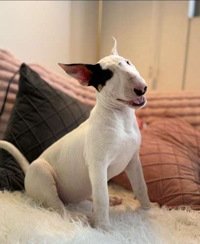 Bullterrie ingles cachorrita