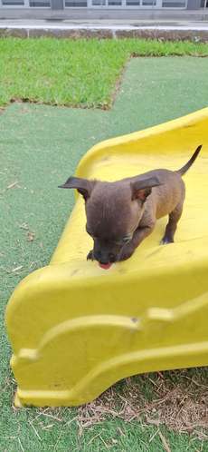 CHIHUAHUA CABEZA DE MANZANA