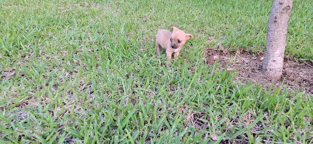 CHIHUAHUA CABEZA DE MANZANA