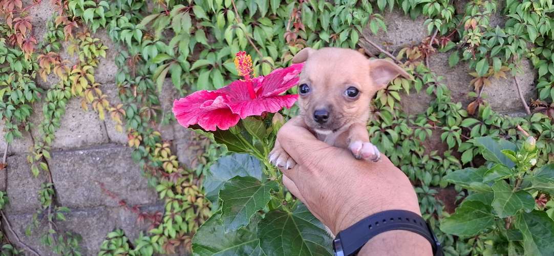 CHIHUAHUA CABEZA DE MANZANA