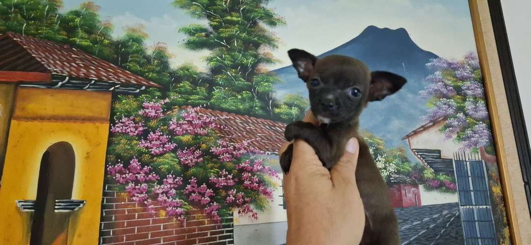 CHIHUAHUA CABEZA DE MANZANA