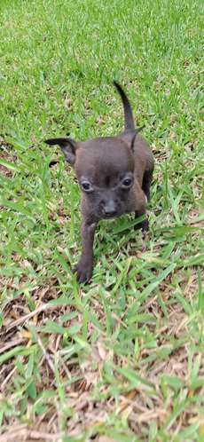 CHIHUAHUA CABEZA DE MANZANA