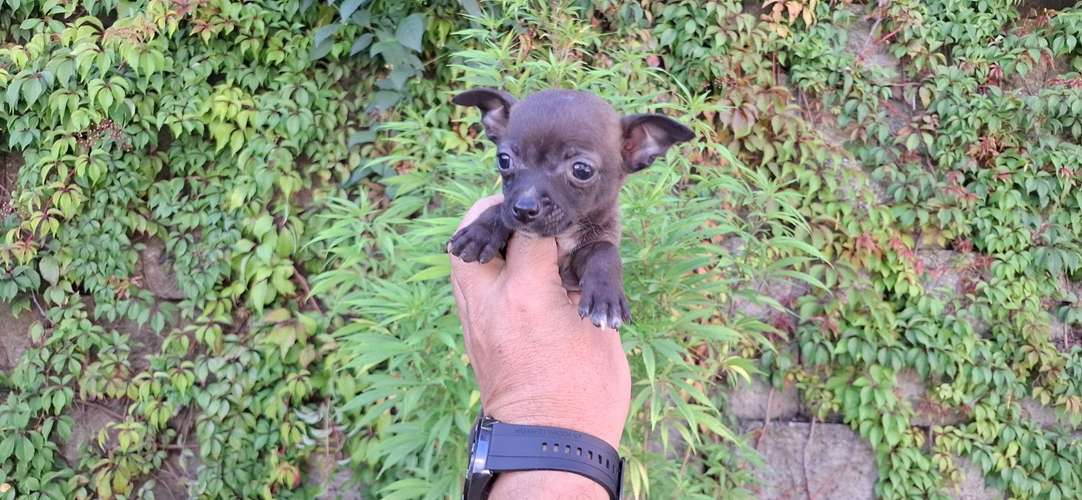 CHIHUAHUA CABEZA DE MANZANA