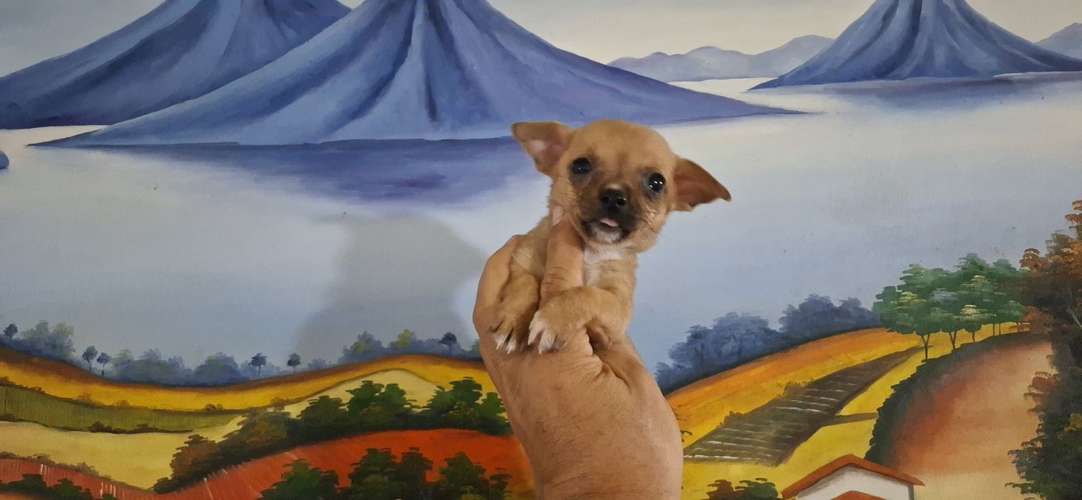 CHIHUAHUA CABEZA DE MANZANA