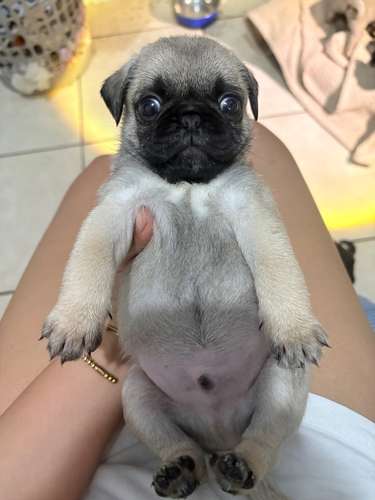Pug 100% raza, sus papás cuentan con papeles  - Imagen 3