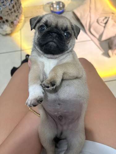 Pug 100% raza, sus papás cuentan con papeles  - Imagen 2