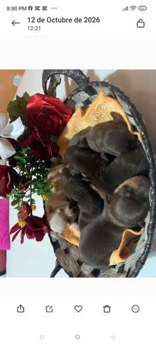 Pinscher Doberman  - Imagen 2