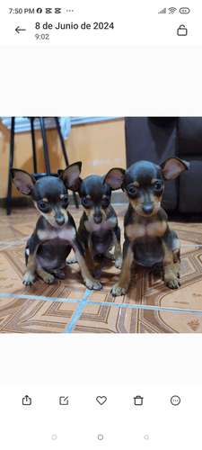 Pinscher Doberman  - Imagen 1