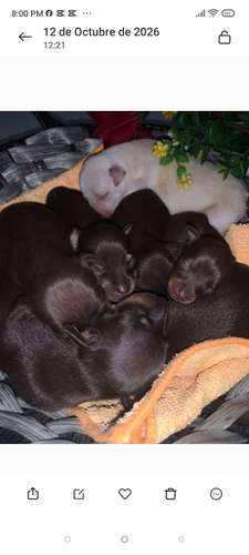 Pinscher Doberman  - Imagen 3