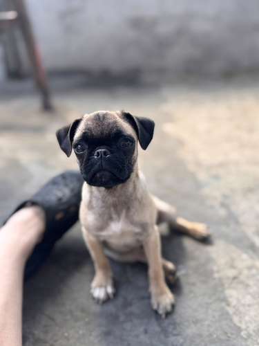 Lindas pug de 6 meses con carnet precio fijo 2000