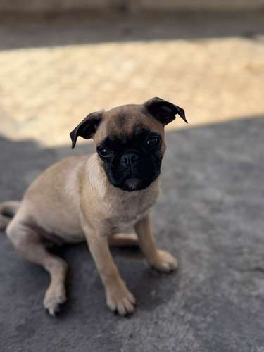 Lindas pug de 6 meses con carnet precio fijo 2000