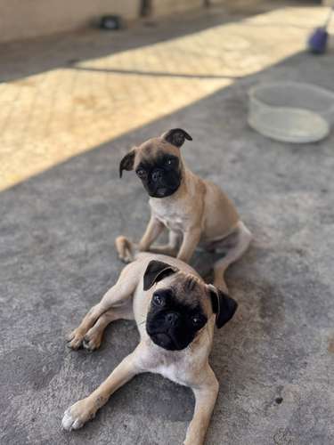 Lindas pug de 6 meses con carnet precio fijo 2000