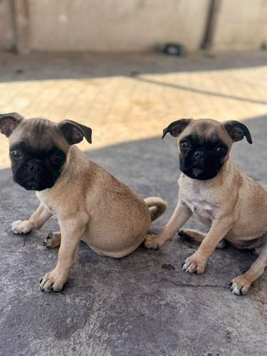 Lindas pug de 6 meses con carnet precio fijo 2000