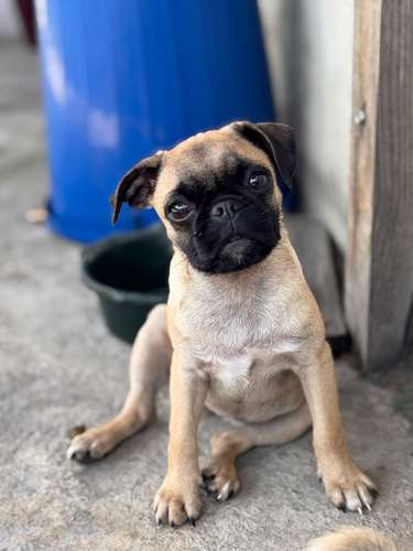Lindas pug de 6 meses con carnet precio fijo 2000