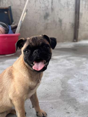 Lindas pug de 6 meses con carnet precio fijo 2000