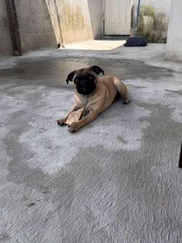 Lindas pug de 6 meses con carnet precio fijo 2000