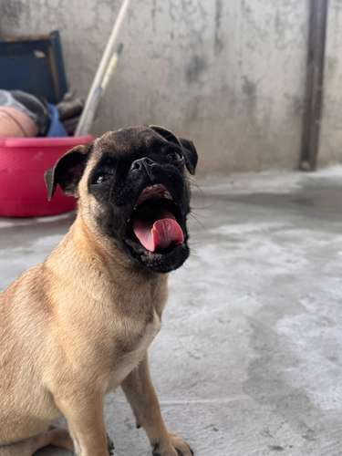Lindas pug de 6 meses con carnet precio fijo 2000