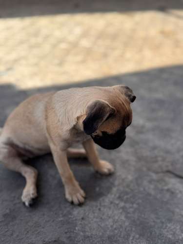 Lindas pug de 6 meses con carnet precio fijo 2000