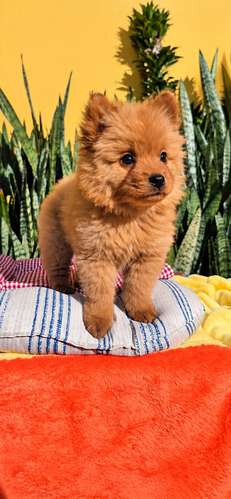Chow chow hembras - Imagen 3