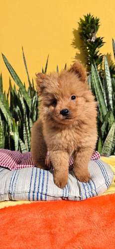 Chow chow hembras