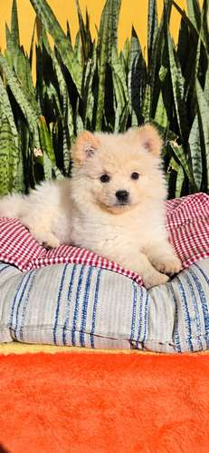 Chow chow hembra 
