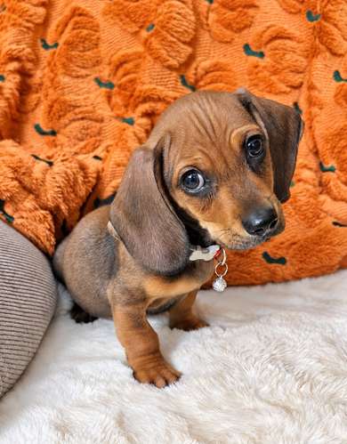 Salchicha dachshund  - Imagen 3