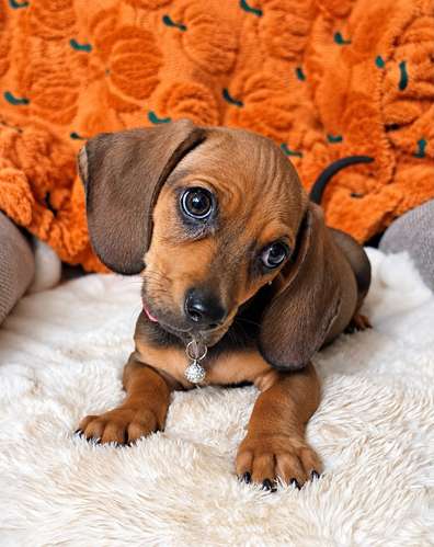 Dachshund macho  - Imagen 2