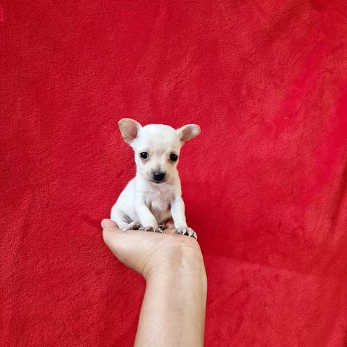 Chihuahua de bolsillo  - Imagen 4