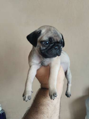 Pugs - Imagen 2