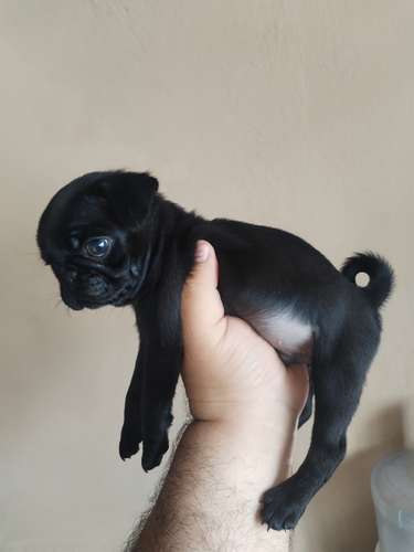 Pugs - Imagen 6