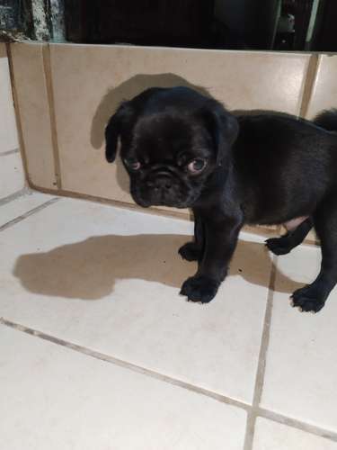 Pugs - Imagen 5
