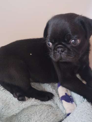 Pugs - Imagen 9