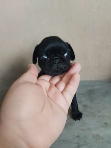 Pugs - Imagen 11
