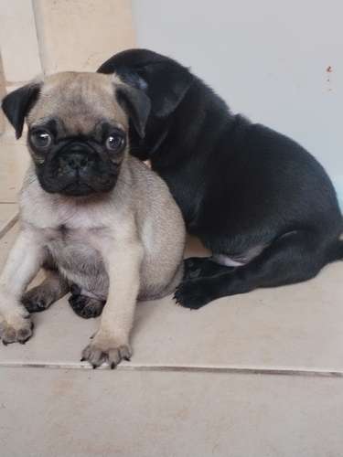 Pugs - Imagen 7
