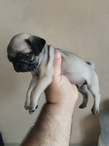 Pugs - Imagen 10