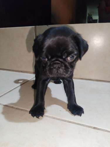 Pugs - Imagen 3