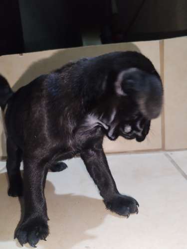 Pugs - Imagen 4