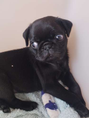 Pugs - Imagen 8