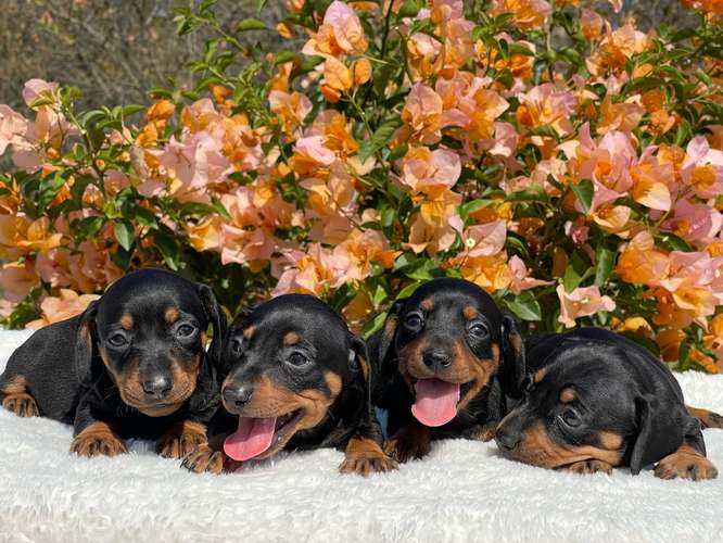 Dachshund salchicha - Imagen 4