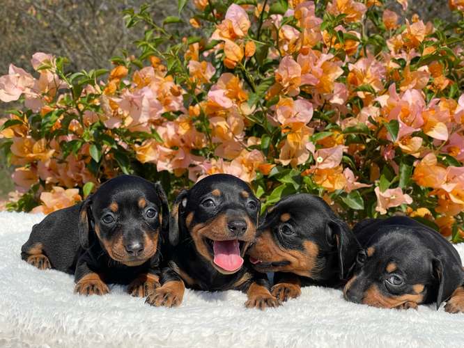 Dachshund salchicha