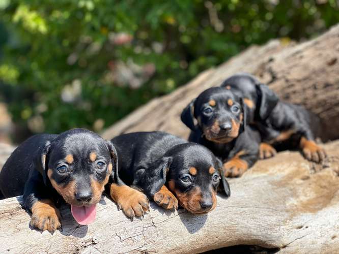 Dachshund salchicha - Imagen 3