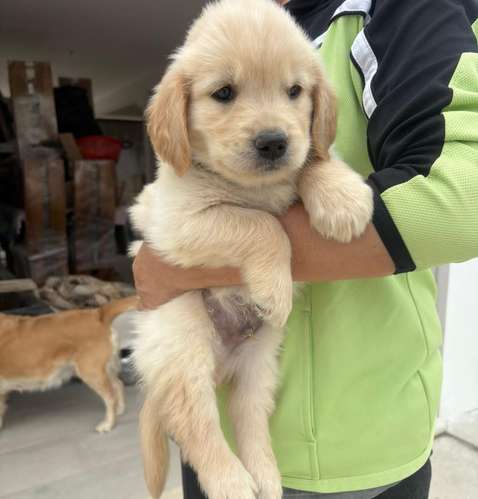 Hermosos Golden Retriever 