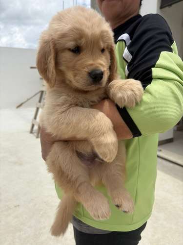 Hermosos Golden Retriever 