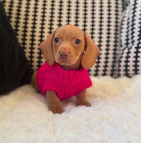 Linda Dachshund Cream 