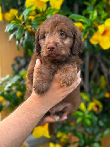 Goldendoodle Hermoso 