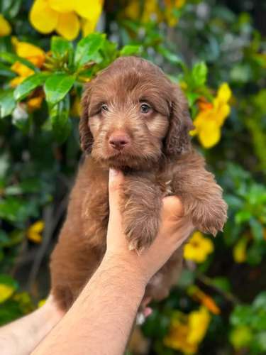 Goldendoodle Hermoso 
