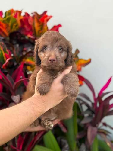 Goldendoodle Hermoso 